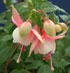 Fuchsia 'Sophie's Silver Lining'