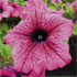Petunia x hybrida 'Surfinia Hot Pink'
