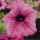 'Surfinia Hot Pink' is a trailing or spreading annual with velvety, hot pink ruffled flowers through summer. Petunia x hybrida 'Surfinia Hot Pink' added by Shoot)