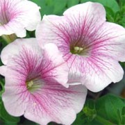'Surfinia Sweet Pink' is a trailing or spreading annual with velvety, pink ruffled flowers through summer. Petunia x hybrida 'Surfinia Sweet Pink' added by Shoot)