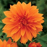 'Babylon Bronze' is a clump-forming,  tuberous perennial with toothed, dark green, sometimes purple-flushed, pinnate leaves and large, double, orange-red flowers blooming from midsummer to mid-autumn. Dahlia 'Babylon Bronze' added by Shoot)