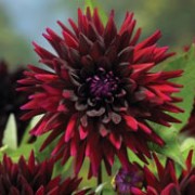 'Black Wizard' is a clump-forming, tuberous perennial with toothed, dark green leaves, purple stems and large, double, deep maroon flowers with purple-black centres blooming from midsummer until autumn. Dahlia 'Black Wizard' added by Shoot)