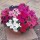 'Super Hybrid' F1 Mix is an annual with single trumpet-shaped, flowers in shades of purple, pink, rose, red or white in summer.  Petunia grandiflora 'Super Hybrid' F1 Mix added by Shoot)