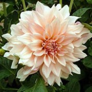 'Cafe au Lait' is a clump-forming, tuberous perennial with toothed, dark green leaves and large, double, peach-flushed, creamy-white flowers blooming from midsummer until autumn.
 Dahlia 'Cafe au Lait' added by Shoot)