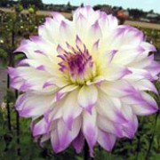'Ferncliff Illusion' is a clump-forming, tuberous perennial with toothed, dark green leaves and large, double, bi-coloured, white flowers with lavender edges blooming from midsummer until autumn.
 Dahlia 'Ferncliff Illusion' added by Shoot)