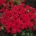 'African Sunset' is an half-hardy annual. It has ovate leaves and bears terminal clusters of salver-shaped red flowers with a white eye in summer until first frosts. Phlox drummondii 'African Sunset'  added by Shoot)