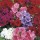 'Beauty' Mix is an half-hardy annual. It has ovate leaves and bears terminal clusters of salver-shaped red flowers with a white eye in summer until first frosts. Phlox drummondii 'Beauty' Mix added by Shoot)
