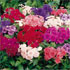 Phlox drummondii Buttons and Bows Series
