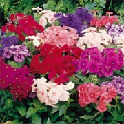 'Buttons and Bows' Mix is an half-hardy annual. It has ovate leaves and bears terminal clusters of salver-shaped red, dark pink, pale pink, lavender, purple or pink flowers, some with a white eye, in summer until first frosts. Shows good weather tolerance and drought resistance. Phlox drummondii 'Buttons and Bows' Mix added by Shoot)