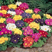 'Springtide' Mix is a small, semi-evergreen perennial grown for its winter and springtime clusters of salver-shaped red, purple, yellow, dark pink, white or orange flowers. Its leaves are dark-green and rough, arrange in a basal rosette. Primula vulgaris 'Springtide' Mix added by Shoot)
