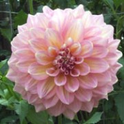 'Kidd's Climax' is a clump-forming, tuberous perennial with toothed, dark green, pinnate leaves and large, double, pale pink flowers with yellow centres blooming from midsummer to mid-autumn Dahlia 'Kidd's Climax' added by Shoot)
