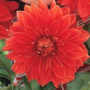 'The Big Wow' is a clump-forming, tuberous perennial with toothed, mid-green, pinnate leaves and large, double, bright red flowers blooming from midsummer to mid-autumn.
 Dahlia 'The Big Wow' added by Shoot)