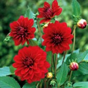 'Karma Naomi' is an upright, spreading, tuberous perennial with toothed, dark green, pinnate leaves and large, double, dark red flowers blooming from midsummer to autumn. Dahlia 'Karma Naomi' added by Shoot)