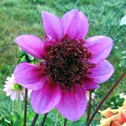 'Blue Bayou' is a clump-forming, tuberous perennial with toothed, dark green, pinnate leaves, purple-black stems and lavender-blue flowers with large, deep rose-pink centres blooming from midsummer to autumn. Dahlia 'Blue Bayou' added by Shoot)
