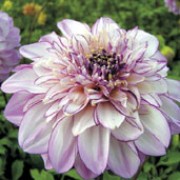 'Brindisi' is a clump-forming, tuberous perennial with toothed, dark green, pinnate leaves and large, white to pale lavender-pink flowers with darker lavender edges blooming from midsummer to autumn.  Dahlia 'Brindisi' added by Shoot)