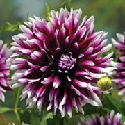 'Alauna Clair Obscur' isis an upright, spreading, tuberous perennial with toothed, dark green, pinnate leaves and large, double, maroon flowers with white-tipped petals blooming from late summer to mid-autumn
 Dahlia 'Alauna Clair Obscur' added by Shoot)