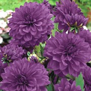 'Blue Bell' is a clump-forming, tuberous perennial with toothed, dark green, pinnate leaves and deep violet flowers blooming from midsummer to mid-autumn Dahlia 'Blue Bell' added by Shoot)