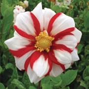 'Fire and Ice' is an upright, clump-forming, tuberous perennial with toothed, dark green, pinnate leaves and large, white flowers with bright red edges blooming from midsummer to autumn
 Dahlia 'Fire and Ice' added by Shoot)