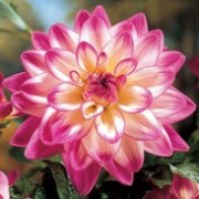 'Pink Attraction' is an upright, clump-forming, tuberous perennial with toothed, dark green, pinnate leaves and large, double white flowers with rose-pink tips and pale yellow centres blooming from late summer to mid-autumn. Dahlia 'Pink Attraction' added by Shoot)
