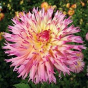 'Nenekazi' is an upright, clump-forming, tuberous perennial with toothed, dark green, pinnate leaves and large, double, pink, rose-pink and pale yellow flowers with fringed petals blooming from late summer to mid-autumn. Dahlia 'Nenekazi' added by Shoot)
