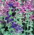 Salvia viridis Bouquet Mix
