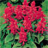 Salvia splendens 'Phoenix Red' (Phoenix Series)
