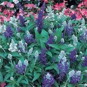 'Seascape' is an upright perennial, often grown as an annual, with leaves whitish-hairy beneath, and spikes of light blue ('Strata'), silver-white ('Cirrus') or dark blue flowers in summer and autumn. Salvia farinacea 'Seascape' added by Shoot)