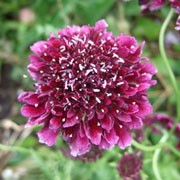 'Chile Sauce' is an erect, branching, wiry-stemmed, short lived perennial with mid-green leaves and pincushion flowers of dark pink, with lighter pink margins, in summer. Scabiosa atropurpurea 'Chile Sauce' added by Shoot)