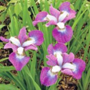 'Roaring Jelly' is a clump-forming, rhizomatous, semi-evergreen perennial with upright, strap-like, bright green leaves and, in early summer, flowers with white standards above pink and violet-blue falls that turn purple as they mature. Iris sibirica 'Roaring Jelly' added by Shoot)