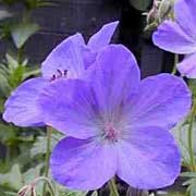 'Johnson's Blue' has lobed leaves and long-stems bearing rounded, dark-veined, lavender-blue flowers. Geranium 'Johnson's Blue' added by Shoot)