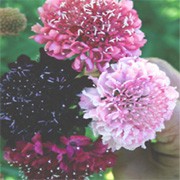 'Summer Berries' is an erect, branching, wiry-stemmed, short lived perennial with mid-green leaves and pincushion flowers in deep black, salmon and red shades in summer. Scabiosa atropurpurea 'Summer Berries' added by Shoot)