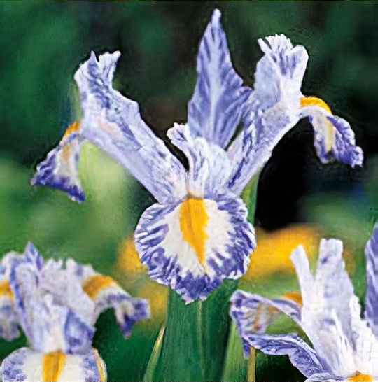 Iris 'Delft Blue'