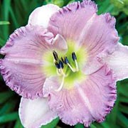 'Eleonore' is a clump-forming, semi-evergreen perennial with narrow, strap-like, dark green leaves and erect stems bearing lilac and white flowers with ruffled edges and pale green throats in early to midsummer.
 Hemerocallis 'Eleonore' added by Shoot)