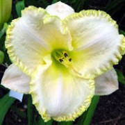 'Moonlit Caress' is a clump-forming, semi-evergreen perennial with narrow, strap-like, mid-green leaves and, in mid- to late summer, erect stems bearing large, white flowers with ruffled, pale yellow edges and pale green throats. Hemerocallis 'Moonlit Caress' added by Shoot)