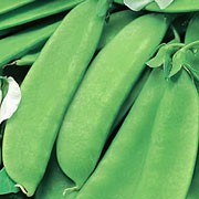 'Sugar Ann' is an early maturing, perennial climbing legume, often grown as an annual that has round, green,  sweet tasting pods from spring until late summer. Pisum sativum 'Sugar Ann' added by Shoot)