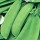 'Sugar Ann' is an early maturing, perennial climbing legume, often grown as an annual that has round, green,  sweet tasting pods from spring until late summer. Pisum sativum 'Sugar Ann' added by Shoot)