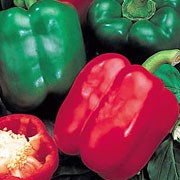 'Bellboy' is an upright, sturdy vegetable with solitary flowers followed by mild, sweet peppers that can be harvested when they are green or later when they turn red. Capsicum annuum 'Bellboy' added by Shoot)