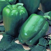 'Tasty Bell' is an F1 hybid variety with an upright, sturdy form having solitary flowers followed by a heavy crop of green peppers that turn red when ripe. Capsicum annuum 'Tasty Bell' added by Shoot)