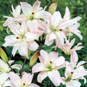 'Spring Pink' is a bulbous perennial with erect stems bearing linear, spirally-arranged, glossy, dark green leaves and, in summer, large, semi-double, upward-facing, pale pink flowers with purple-edged petals. Lilium 'Spring Pink' added by Shoot)