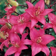 'Cote d'Azur' is a bulbous perennial with erect stems bearing linear, spirally-arranged, glossy, dark green leaves and large, upward-facing fuchsia-pink flowers in early summer. Lilium 'Cote d'Azur'  added by Shoot)