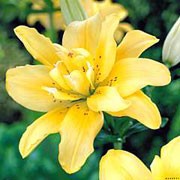 'Fata Morgana' is a bulbous perennial with erect stems bearing linear, spirally-arranged, glossy, dark green leaves and large, double, upward-facing, bright yellow flowers in summer. Lilium 'Fata Morgana' added by Shoot)