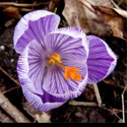 'Pickwick' is a perennial with purple-striped, white goblet-shaped flowers in spring. Crocus vernus 'Pickwick'  added by Shoot)