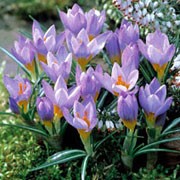 'Firefly' is a perennial with pale violet goblet shaped flowers with yellow throats in spring. Crocus sieberi subsp. atticus 'Firefly'  added by Shoot)