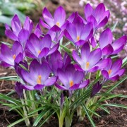  (20/11/2018) Crocus 'Ruby Giant'  added by Shoot)