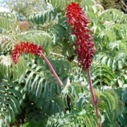  (28/01/2022) Melianthus major added by Shoot)