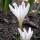 'Picturatus' is a perennial with purple-striped, white goblet-shaped flowers in spring. Crocus versicolor 'Picturatus' added by Shoot)