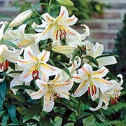 'Garden Party' is a bulbous perennial with erect stems bearing linear, spirally-arranged, dark green leaves and, in summer, large, fragrant, outward-facing, white flowers with gold and red or pink stripes in the centre of each petal. Lilium 'Garden Party' added by Shoot)