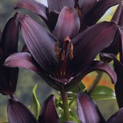 'Landini' is a bulbous perennial with erect stems bearing linear, spirally-arranged, glossy, dark green leaves and large, upward-facing, purple-black flowers in summer. Lilium 'Landini' added by Shoot)