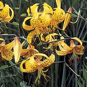 'Citronella' is vigorous, clump-forming, bulbous perennial with linear, spirally-arranged, dark green leaves and, in midsummer, erect racemes of black- or red-spotted, bright yellow flowers with recurved petals. Lilium 'Citronella' added by Shoot)