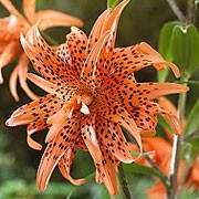 'Flore Pleno' is a clump-forming, stem-rooting, bulbous perennial with dark purple stems bearing linear, glossy, dark green leaves and, in midsummer, racemes of nodding, double, orange-red flowers with recurved petals dark purple spots. Lilium lancifolium var. flaviflorum 'Flore Pleno' added by Shoot)